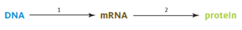      In the figure above,the process indicated by number 1 is _____,while the process indicated by number 2 is _____. A) translation; transcription B) translation; transformation C) transcription; translation D) transcription; transformation E) transformation; translation