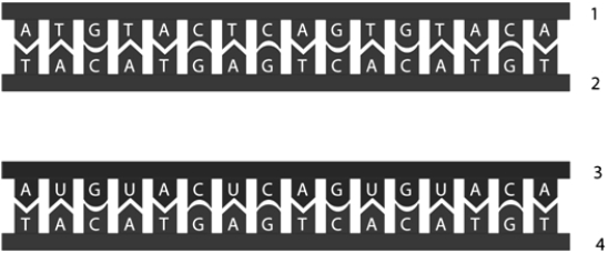 <strong> In this representation of transcription,strand # ____ is ____ because it ____.</strong> A)2; RNA; is double-stranded B)3; RNA; contains uracil C)2; RNA; contains thymine D)2; RNA; has no uracil E)3; DNA; contains adenine