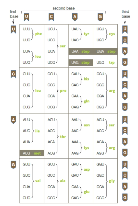   Referring to the image above,what is the most likely sequence of DNA that codes for the amino acid sequence is asn-tyr-phe-ser-pro? A) AACTATAAATCACCA B) GGGCCATGTAAACTA C) CUUAUAAAAAGUUGA D) TTGATAAAAAGTGGT E) TTGATCGGAAGTTGA