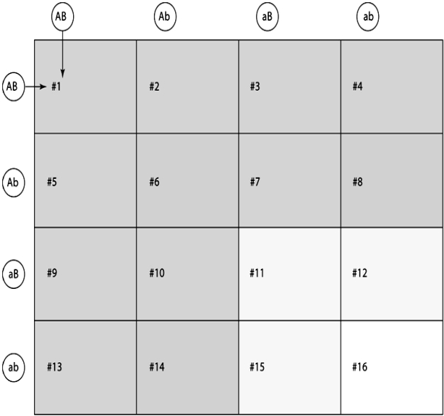 <strong> Purple flower (A)is dominant over white flower (a),and tall stem (B)is dominant over short stem (b).The Punnett square represents a cross between two dihybrids (AaBb ´ AaBb).In the figure above,how many plants would have the genotype AaBb?</strong> A)1 B)3 C)4 D)6 E)9