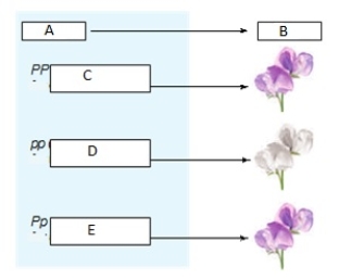 Match the following terms to the correct label in the figure below. a.A b.B c.C d.D e.E phenotype