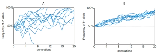 The graphs below show the frequency of the b+ allele over twenty generations in two populations of heterozygous flour beetles (data for a population of ten individuals is shown in graph A; data for a population of one hundred individuals is shown in graph B) .Why does the frequency of the b+ allele increase in both populations?   A) b+ is a lethal allele B) b+ is a balanced polymorphism C) b+ is a fixed allele D) the b+ allele is adaptive E) b+ is a neutral mutation 