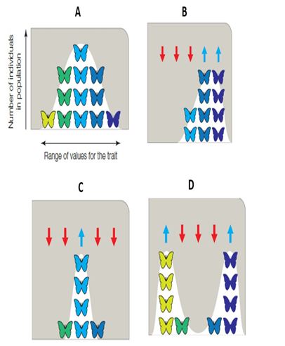   -distribution of traits in a population before selection occurs