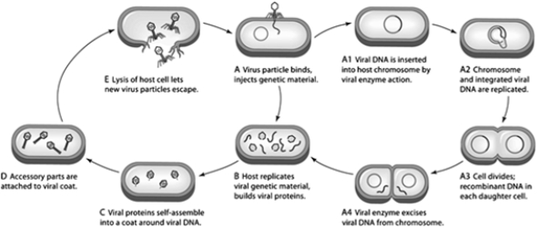      In panel  A ,what is being injected into the host cell?   A) enzymes B) the viral protein coat C) nucleic acids D) ribosomes E) the viral envelope