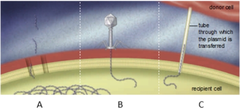 Label the figure below showing three mechanisms of gene exchange in prokaryotic cells.   -transduction A) A B) B C) C