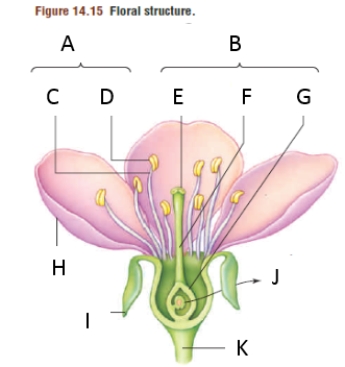Match the labeled structures in the figure to the term with which they best correspond.   -carpel