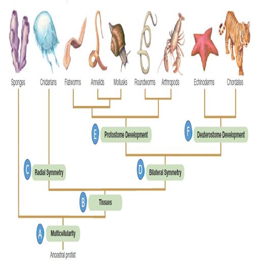 Examine the figure below and match each term with the letter to which it best corresponds.   -first opening of the embryo becomes an anus,and the second becomes a mouth 