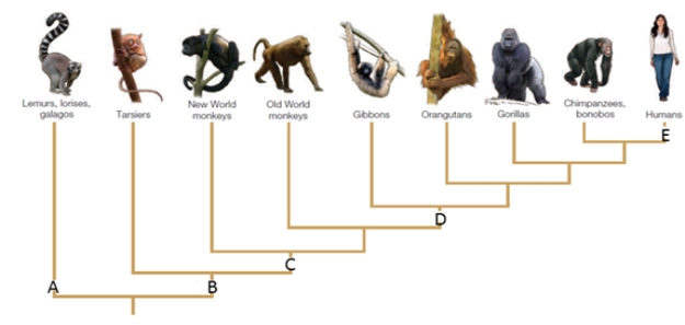 Examine the figure below and match each term with the letter to which it best corresponds.Not all choices will be used.   -anthropoids A) A B) B C) C D) D E) E