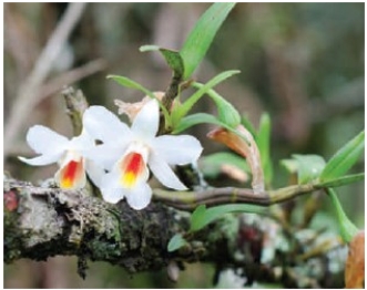 This orchid attached to a tree branch is an example of ____.   A) competition B) parasitism C) predation D) commensalism E) mutualism