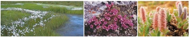 <strong>In an Arctic food web,the organisms in these pictures represent the ____. </strong> A)second trophic level B)secondary consumers C)first trophic level D)primary consumers E)third trophic level