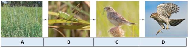 <strong>In the simplified prairie food chain illustrated in the pictures below,the letter D represents ____. </strong> A)tertiary consumer B)secondary consumers C)first trophic level D)primary consumers E)third trophic level