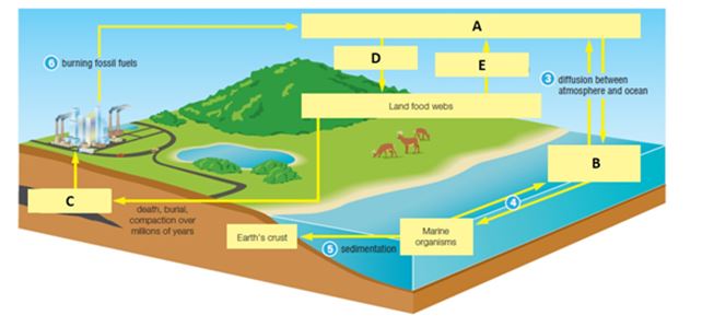 Examine the figure below of the water cycle.Match each term with the concept to which it best corresponds.   -dissolved carbon in the ocean A) A B) B C) C D) D E) E