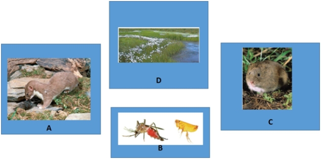 Examine the figure below of an Arctic food web.Match each term with the concept to which it best corresponds.   -primary producer A) A B) B C) C D) D