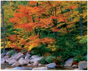 <strong>Which biome is pictured here? </strong> A)temperate deciduous forest B)chaparral C)tropical rainforest D)temperate grassland E)boreal forest