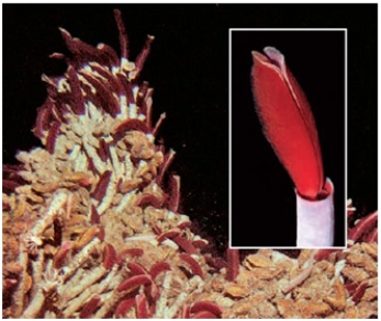 <strong>In a hydrothermal vent community pictured here,the typical consumer is a(n)____. </strong> A)coral reef B)bacteria C)archaea D)tube worm E)algae