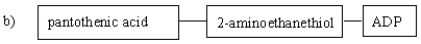 Which of the following diagrams gives the correct identities and arrangement of the structural subunits in coenzyme A?         A)  A B)  B C)  C D)  D