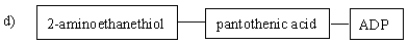 Which of the following diagrams gives the correct identities and arrangement of the structural subunits in coenzyme A?         A)  A B)  B C)  C D)  D