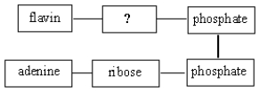 The missing structural subunit in the following diagram for flavin adenine dinucleotide is   A)  phosphate B)  ribose C)  ribitol D)  deoxyribose
