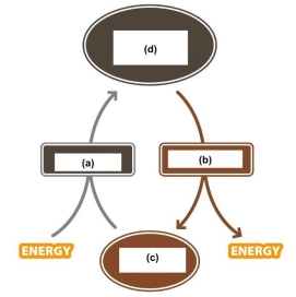 Use the figure below to answer the following questions.    -In the figure which step would produce carbon dioxide?