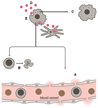 Use the figure below to answer the following questions.    -In the figure which letter (A to E)indicates a macrophage?