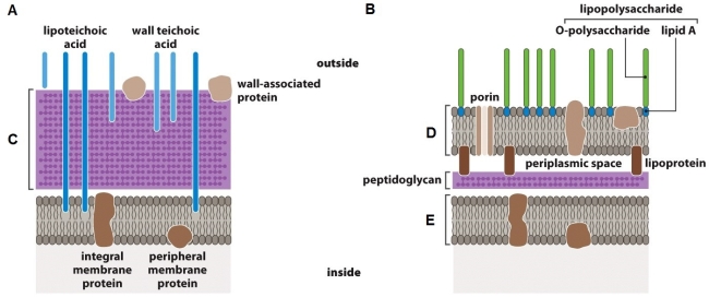 Use the figure below to answer the following questions.    -In the figure which letter (A to E)indicates a Gram-negative cell portion?
