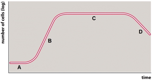 Use the figure below to answer the following questions.    -In the figure of the bacterial growth curve what does the horizontal axis represent? A) Growth B) Mass C) Dry weight D) Time E) Temperature