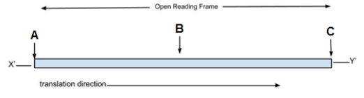 The open reading frame of a portion of mRNA. Use the figure below to answer the following questions.    -In the figure which letter (A-C)refers to the codon AUG?