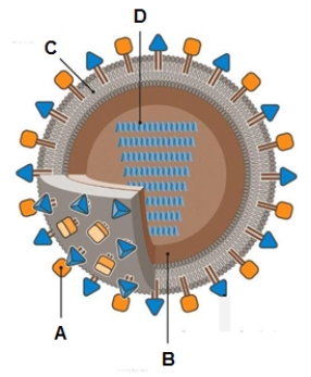 Enveloped viral structure Use the figure below to answer the following questions.    -In the figure which letter (A-D)indicates neuraminidase or hemagglutinin?