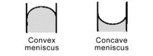 Mercury forms a convex meniscus with glass and not the concave meniscus formed by water. What does this tell you about the cohesive forces within mercury versus the adhesive forces between mercury and glass?   A)  Mercury sticks to itself (adhesive forces)  better than it sticks to the glass (cohesive forces) . B)  The cohesive forces of the glass repel the mercury. C)  Mercury sticks to itself (cohesive forces)  better than it sticks to the glass (adhesive forces) . D)  The adhesive forces of the glass attract the mercury.