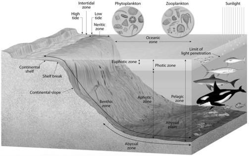 What is the relationship of marine life zones to the distance from a given shoreline? Briefly discuss the factors that control or cause these different zones.Where are these factors on Figure 14.12 below and is one factor more important than the others?  