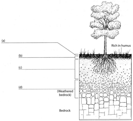 Fill in the blanks on the diagram below with the names of the soil  layers  that are labeled.  