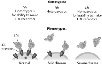 According to this figure, heterozygotes for this form of hypercholesterolemia suffer from the disease because they   A)  produce an abnormally shaped LDL receptor. B)  don't produce any LDL receptors. C)  produce too many LDL receptors. D)  don't produce enough LDL receptors.