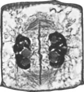 What event will immediately follow the event shown in the following image?   A)  The cell will divide into two animal cells. B)  The cell will divide into two plant cells. C)  The cell will enter metaphase. D)  The cell will enter prophase.