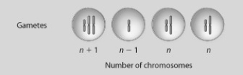 If the four cells shown resulted from cell division of a single cell with diploid chromosome number 2n = 4, what best describes what just occurred?   A)  normal meiosis B)  translocation C)  inversion D)  nondisjunction