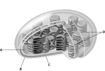In this drawing of a chloroplast, which structure represents the thylakoid membrane?   A)  structure A B)  structure B C)  structure C D)  structure D