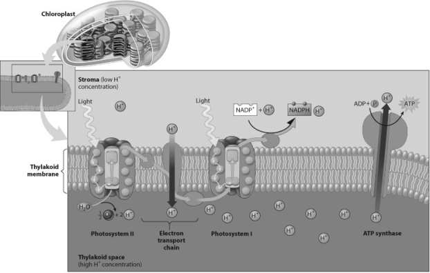According to this figure, how do hydrogen ions make their way from the stroma to the thylakoid interior?   A)  through photosystem I B)  through an electron transport chain molecule C)  through the ATP synthase D)  directly through the phospholipids of the thylakoid membrane