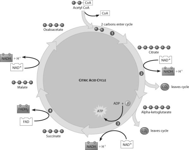 Which step of the citric acid cycle requires both NAD+ and ADP as reactants?   A)  step 1 B)  step 2 C)  step 3 D)  step 4