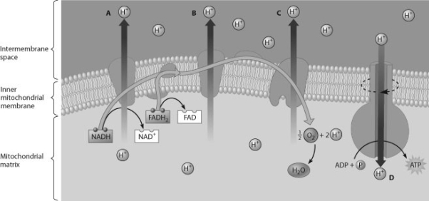 Which H<sup>+</sup> has just passed through the inner mitochondrial membrane by facilitated diffusion?   A)  hydrogen ion A B)  hydrogen ion B C)  hydrogen ion C D)  hydrogen ion D