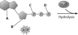 Which part of the ATP molecule breaks free of the rest when an ATP molecule releases energy?   A)  part A B)  part B C)  part C D)  part D