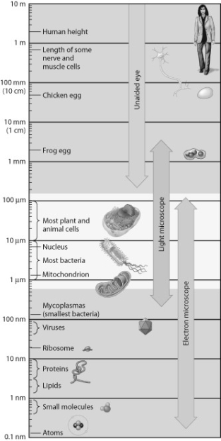 According to the accompanying figure, which of the following are large enough to see in the light microscope?   A)  atoms B)  proteins C)  viruses D)  mitochondria