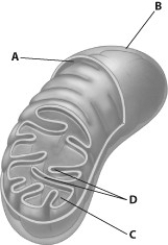Which part of the mitochondrion shown enhances its ability to produce ATP by increasing the surface area of a mitochondrial membrane?   A)  structure A B)  structure B C)  structure C D)  structure D