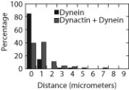 The accompanying figure shows data from an experiment in which researchers measured how far dynein (a motor protein)  traveled in the presence and absence of dynactin (another type of protein) . The y-axis shows the percent of the time that the researchers observed either dynein or dynein + dynactin  walking  a certain distance on a microtubule. What can you conclude from these data?   A)  The addition of dynactin caused dynein to travel farther along the microtubule. B)  Dynein traveled farther in the absence of dynactin. C)  A higher fraction of the dynein proteins were motile in the absence of dynactin. D)  Dynactin would have the same effects on dynein movement on microfilaments.