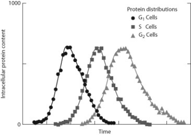    Much of the intracellular structure of a eukaryote cell is involved in protein synthesis. The accompanying figure shows the amounts of protein in cells at different parts of the cell cycle between two cell divisions. G1 is a stage just after the cell has divided, and G2 is the stage just before the cell divides again. S is a stage when the cell is synthesizing material such as DNA, mitochondria, and other organelles. -The data show that A)  at any given time there are more cells in G2 than G1. B)  protein used in G1 is recycled to produce protein in S. C)  not all cells at any given stage have the same amount of protein. D)  protein levels in cells remain constant throughout the cell cycle.