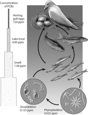 According to this figure, which organisms have the highest concentration of PCBs, and why?   A)  phytoplankton, because they are at the bottom of the food chain B)  herring gulls, because they are at the bottom of the food chain C)  herring gulls, because they are at the top of the food chain D)  smelt, because they are in the middle of the food chain