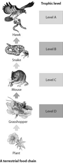 Which trophic level in this food chain represents the secondary consumer?   A)  trophic level A B)  trophic level B C)  trophic level C D)  trophic level D