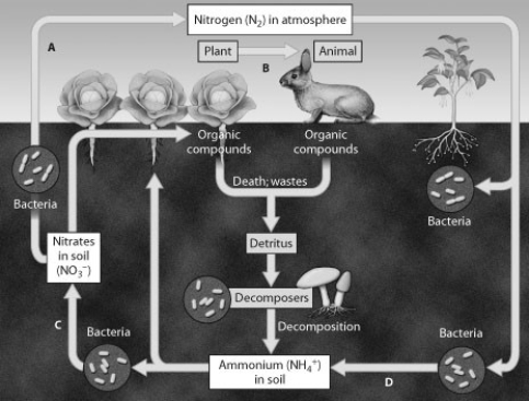 Which arrow shows nitrogen fixation?   A)  arrow A B)  arrow B C)  arrow C D)  arrow D