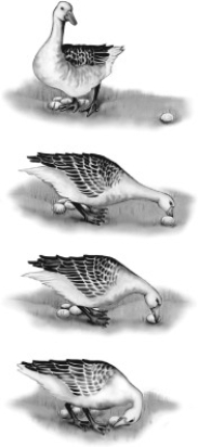 What type of behavior is illustrated by the bird in this figure?   A)  territoriality B)  mating behavior C)  fixed action pattern D)  foraging