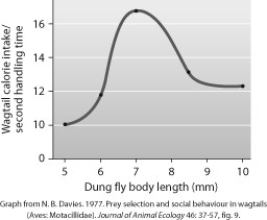 Scientists interested in applying the optimal foraging model to wagtail birds' feeding behavior gathered data on the prey (flies)  and calories consumed while the prey was being handled (the time the prey is caught until it is consumed)  by the wagtails. Which conclusion is supported by this graph?   A)  Prey size does not affect the number of calories gained per second of handling time by wagtails. B)  Wagtails get more calories per second of handling time with larger flies than with smaller ones. C)  Wagtails get more calories per second of handling time with smaller flies than with larger ones. D)  Wagtails get more calories per second of handling time with 7-mm flies than with either larger or smaller ones.