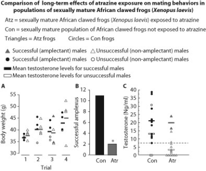 The herbicide atrazine is a known endocrine disruptor to the development stages of several animal species, including fish, reptiles, and amphibians. Scientists interested in studying long-term effects of exposure to atrazine on mating behaviors compared an all-male population of sexually mature African clawed frogs (Xenopus laevis)  exposed to atrazine (Atz)  to a sexually mature population of African clawed frogs not exposed to atrazine (Con) . Amplexus is defined as the mating position of frogs.    -Part B indicates that A)  nontreated males were more successful in copulation with females than atrazine-treated males. B)  atrazine-treated males were more successful in copulation with females than nontreated males. C)  there were fewer atrazine-treated males than nontreated males. D)  atrazine-treated males are unable to mate.