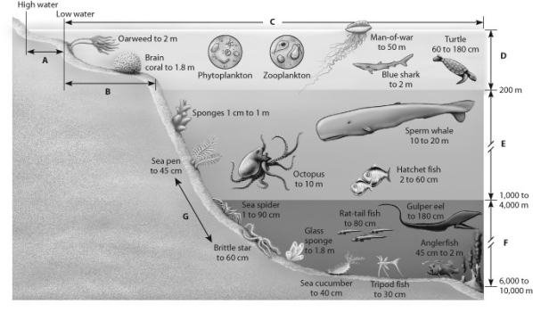 In which of the zones shown in this depiction of an aquatic biome does photosynthesis occur?   A)  zone G B)  zone B C)  zone E D)  zone D